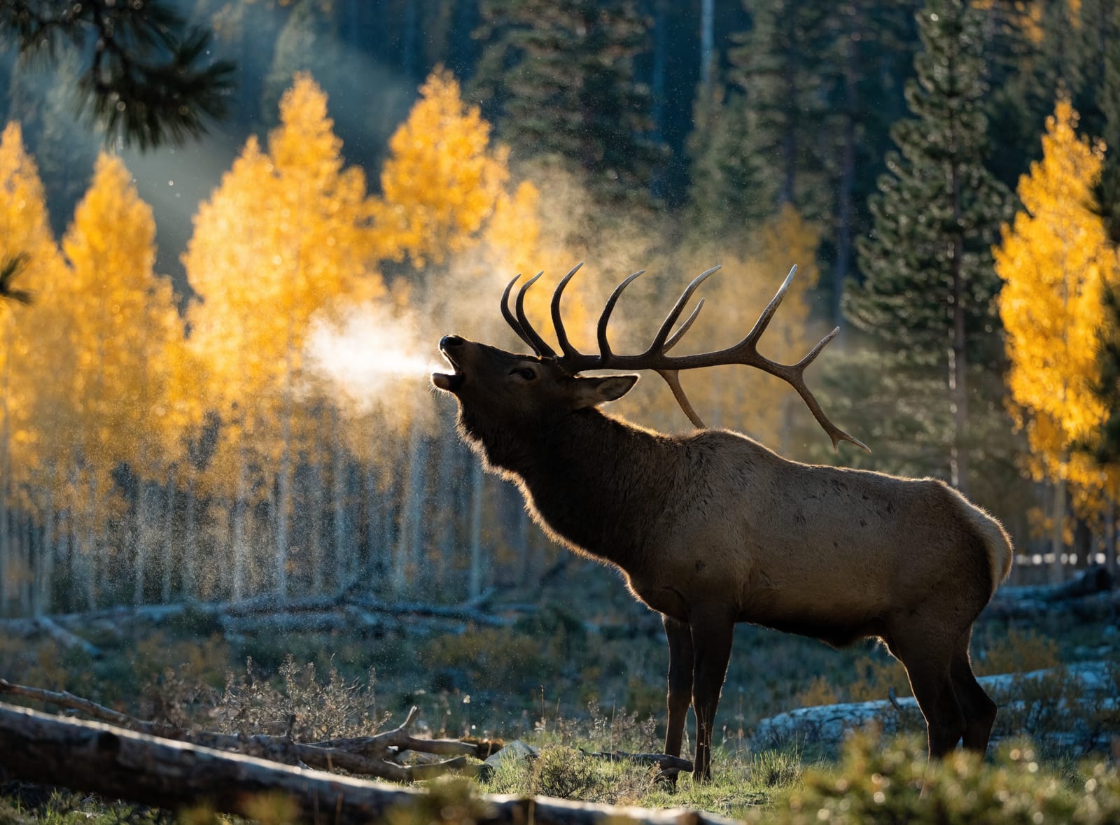 Guided Elk Hunt — 6 Day