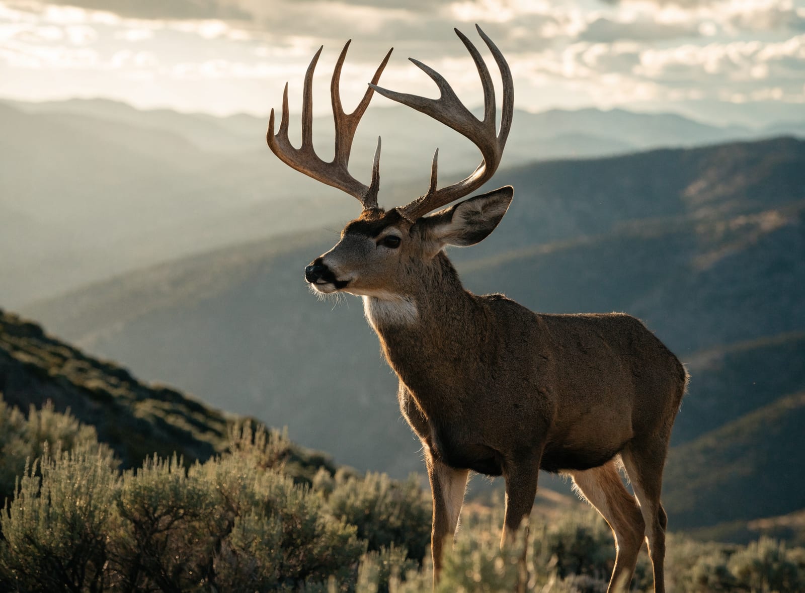 Mule Deer Hunt — 5 Day