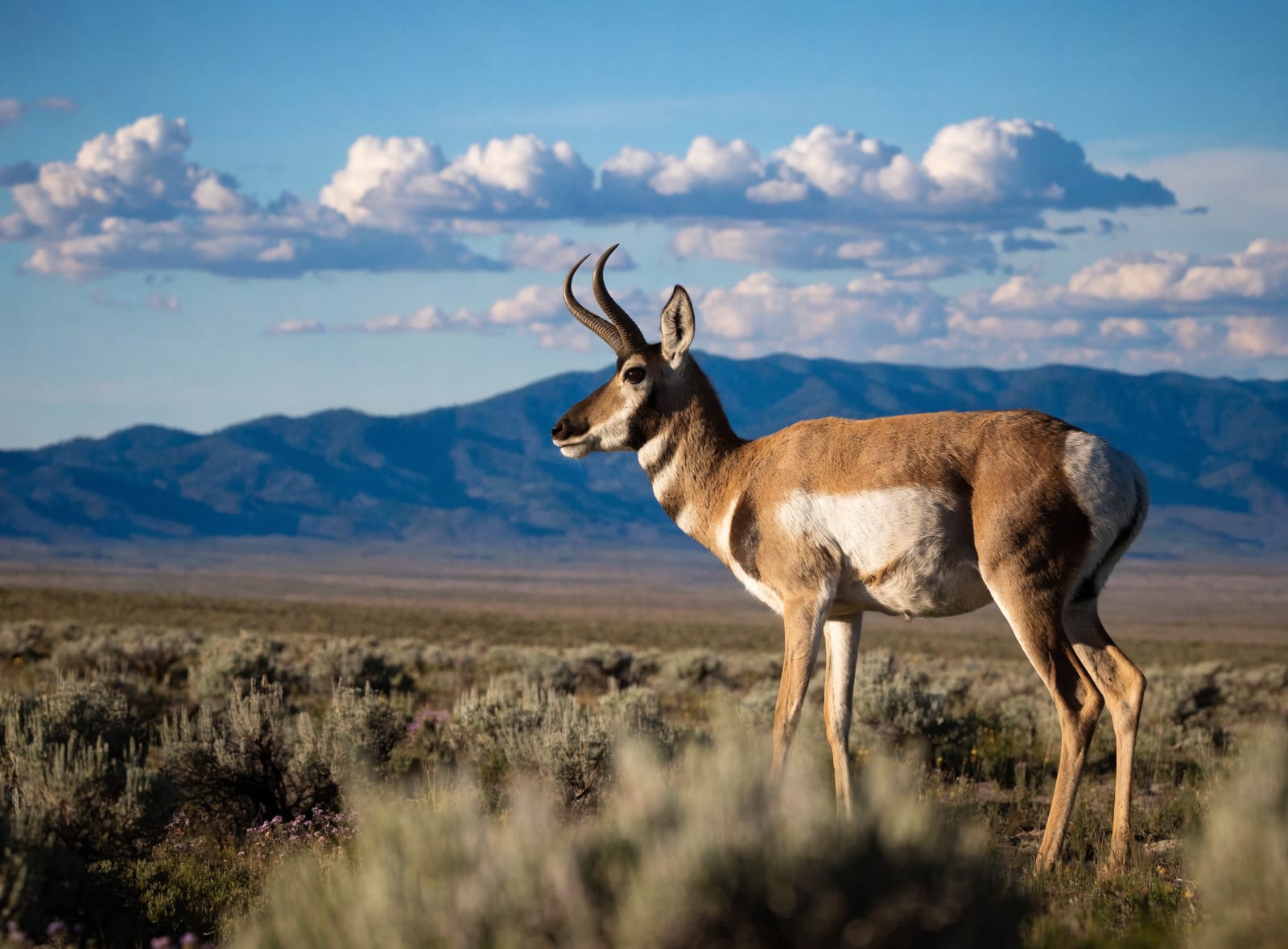 Pronghorn Antelope — 3 Day